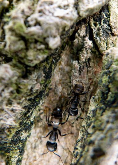 Camponotus pennsylvanicus photo 101