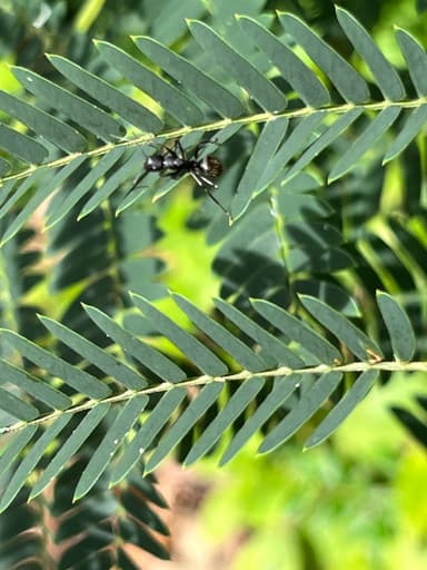 Camponotus pennsylvanicus photo 102