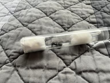 Camponotus pennsylvanicus — queen photo 103