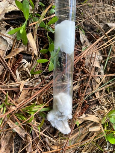 Camponotus pennsylvanicus — queen photo 104