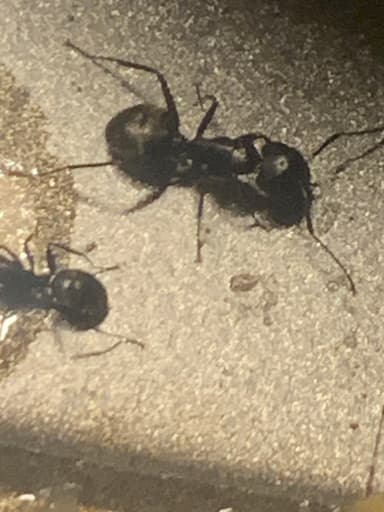 Camponotus pennsylvanicus photo 105