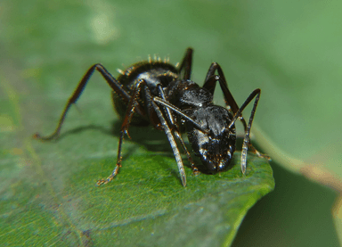Camponotus pennsylvanicus photo 106