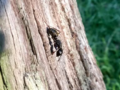 Camponotus pennsylvanicus photo 107