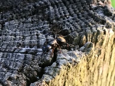Camponotus pennsylvanicus photo 109