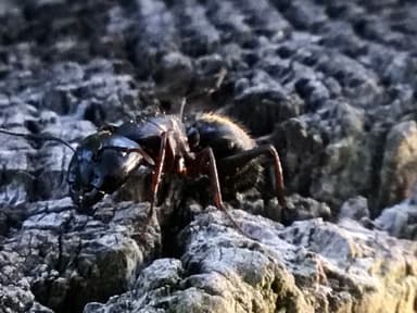 Camponotus pennsylvanicus photo 110