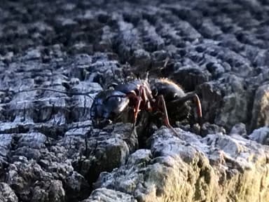 Camponotus pennsylvanicus photo 111