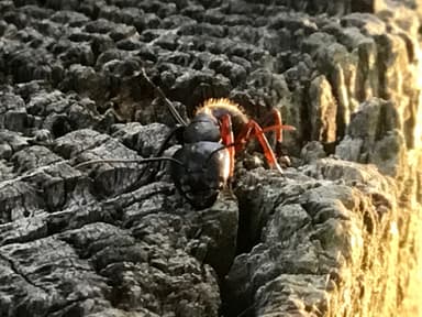 Camponotus pennsylvanicus photo 112