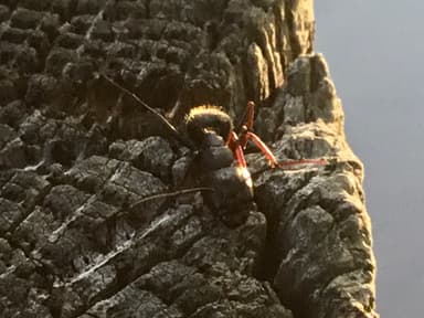 Camponotus pennsylvanicus photo 113