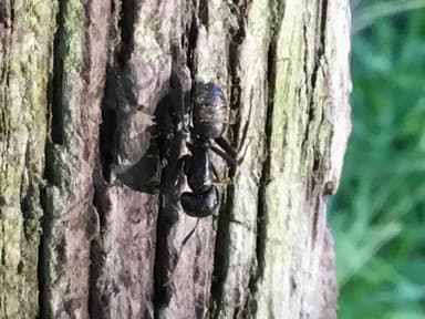 Camponotus pennsylvanicus photo 114