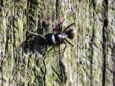 Camponotus pennsylvanicus photo 115