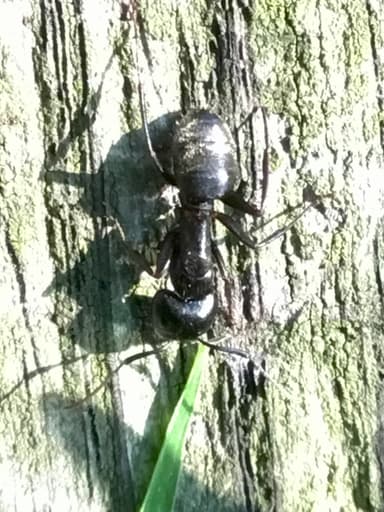 Camponotus pennsylvanicus photo 116