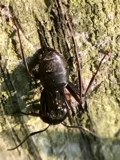 Camponotus pennsylvanicus photo 117