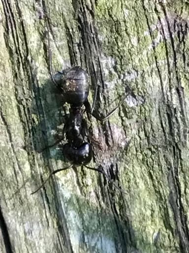 Camponotus pennsylvanicus photo 118