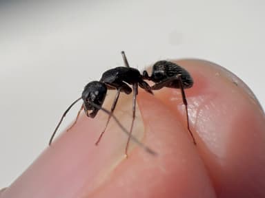Camponotus pennsylvanicus photo 119