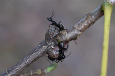 Camponotus pennsylvanicus photo 120