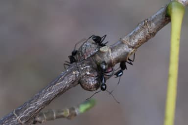 Camponotus pennsylvanicus photo 121