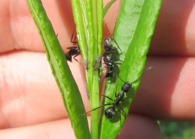 Camponotus pennsylvanicus photo 122