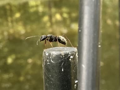 Camponotus pennsylvanicus photo 123