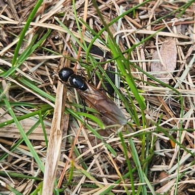 Camponotus pennsylvanicus — queen photo 124