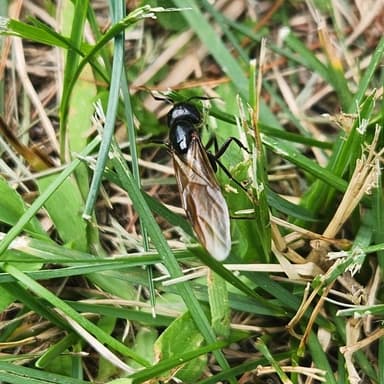 Camponotus pennsylvanicus — queen photo 125