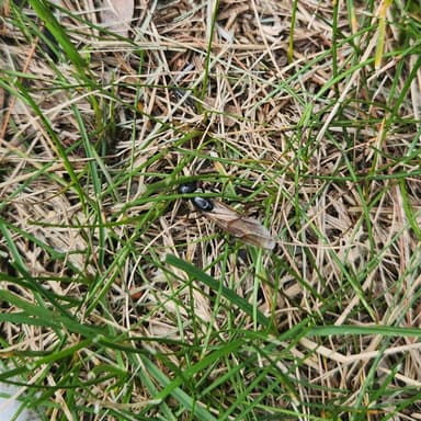 Camponotus pennsylvanicus — queen photo 127
