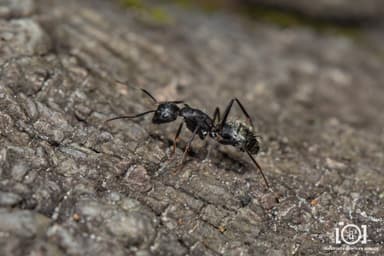 Camponotus pennsylvanicus photo 128
