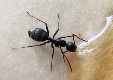 Camponotus pennsylvanicus photo 129