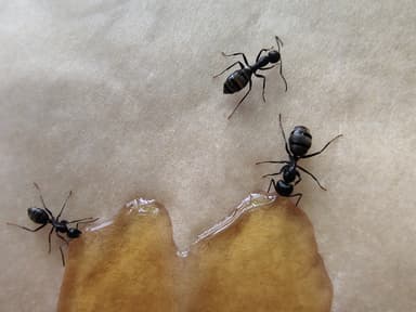 Camponotus pennsylvanicus photo 130