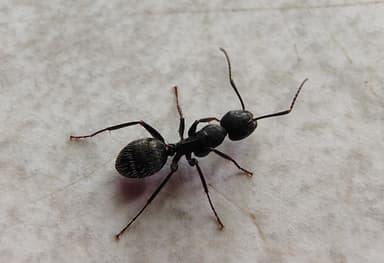 Camponotus pennsylvanicus photo 131