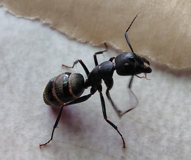 Camponotus pennsylvanicus photo 132