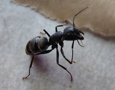 Camponotus pennsylvanicus photo 133