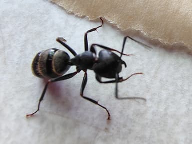 Camponotus pennsylvanicus photo 134