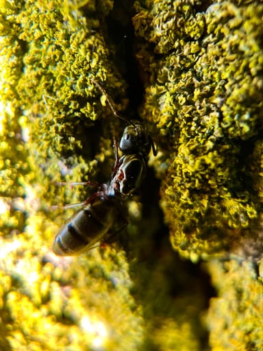 Camponotus pennsylvanicus photo 136