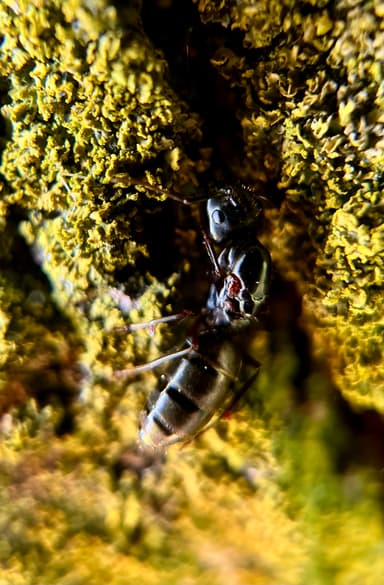 Camponotus pennsylvanicus photo 137