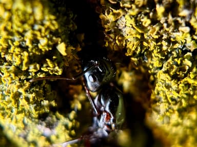 Camponotus pennsylvanicus photo 138