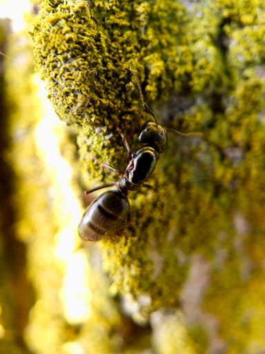 Camponotus pennsylvanicus photo 139