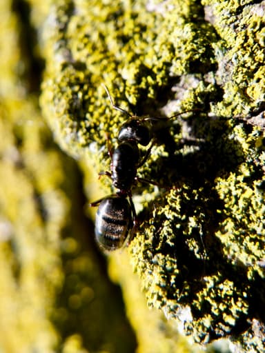Camponotus pennsylvanicus photo 140