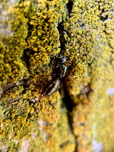 Camponotus pennsylvanicus photo 141