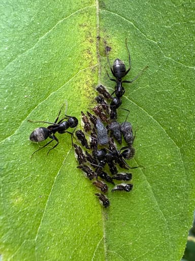 Camponotus pennsylvanicus photo 143
