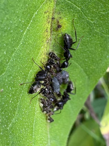 Camponotus pennsylvanicus photo 144