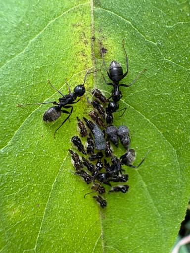 Camponotus pennsylvanicus photo 145