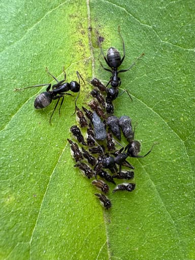 Camponotus pennsylvanicus photo 146