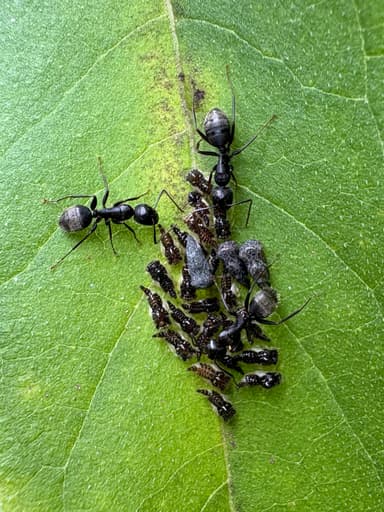 Camponotus pennsylvanicus photo 147