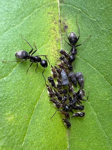 Camponotus pennsylvanicus photo 148