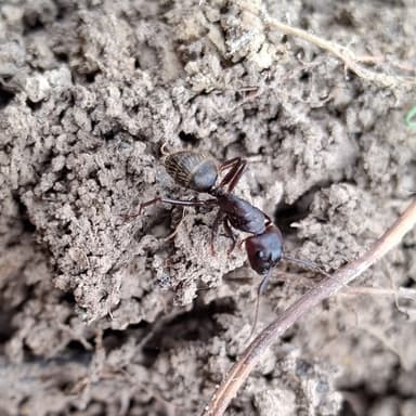 Camponotus pennsylvanicus photo 149
