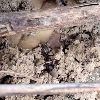 Camponotus pennsylvanicus photo 150