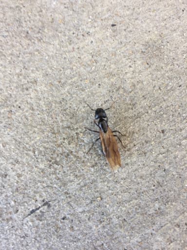 Camponotus pennsylvanicus photo 151
