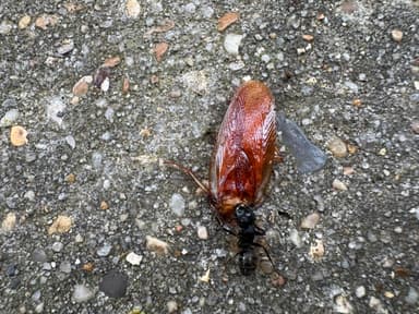 Camponotus pennsylvanicus photo 152