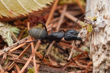 Camponotus pennsylvanicus photo 153