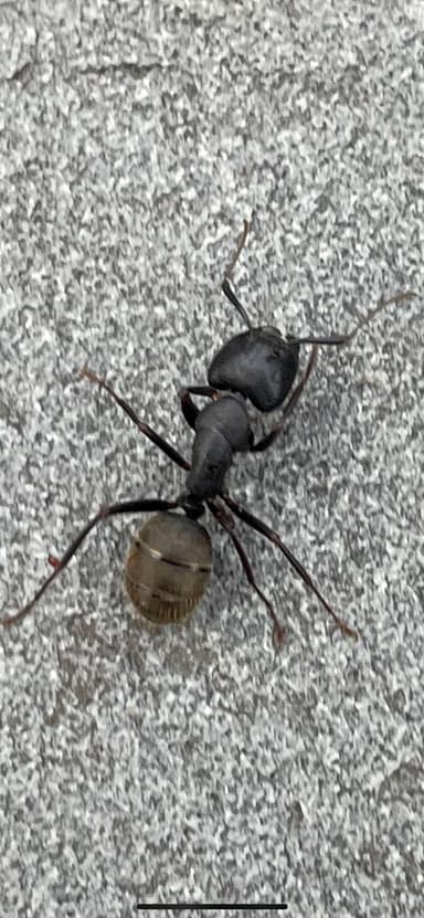 Camponotus pennsylvanicus photo 154
